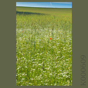 Fotogaleria MORZE - Andrzej Jackowski, galeria zdjęć, morskie zdjęcia, panoramy, Świnoujście